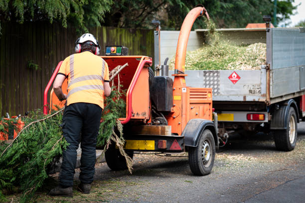 Best Professional Tree Care  in Sand Lake, MI